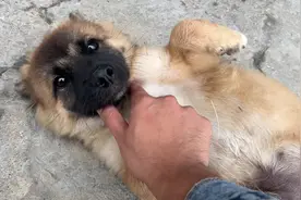 社牛小狗护食变严重了，一巴掌下去，立马就老实了！#哈士奇