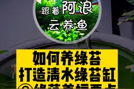 教你如何养绿苔，打造#清水绿苔金鱼缸，养绿苔其实很容易视频封面