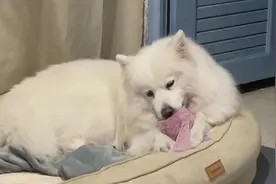 小狗狗也会自己哄自己睡觉#萨摩耶 #哄睡觉 #狗子的迷惑行为视频封面