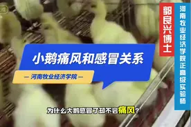 关键词：小鹅痛风；感冒；精氨酸酶 #小鹅痛风 #精氨酸酶 #三农