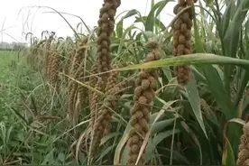 许昌榆林小米是远近闻名呐，可是大家知道榆林小米为什么超好吃..视频封面