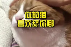 你的猫喜欢舔你哪？#猫咪 #猫咪舔手 #科普知识 视频封面