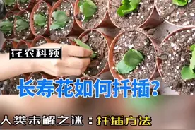 长寿花会感染病毒，在操作过程中要重视视频封面