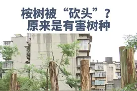 这里的桉树为什么被齐齐砍头了呢？绿化部门回应：这是有害树种。#植物科普 #昆明新闻 #昆明街头巷尾  视频封面