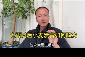 #中海聊农业 小麦被水淹后渍害的管理#农业技术 #新农人计划 #乡村振兴dou行动 #抖音助农视频封面