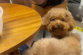 原来狗狗的相貌都遗传自狗爸爸！所以找狗爸爸的时候一定要睁大眼睛啊！#萌宠出道计划 #萌宠日常记录视频封面