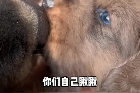 震惊了兄弟们，毛是灰色的也就算了，眼睛居然还是蓝的 #萌宠大怨种 #傻狗的日常 #铲屎官的乐趣视频封面