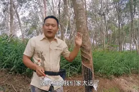 西双版纳，橡胶价格，一级比二级贵1元多，阿顺为啥不卖胶水？视频封面