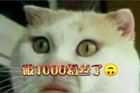 #猫咪表情包 #叫板屏实力视频封面