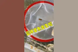 蓝环章鱼宝宝出生啦#蓝环章鱼#海洋生物#水族视频封面