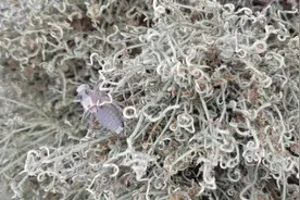 看看螽的叫声是怎么发出来的！今天发现一个一直不停叫的。视频封面