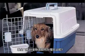 乘坐飞机时宠物该如何办理托运呢？ 办理托运都需要准备什么东西视频封面
