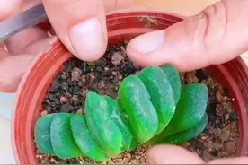 玉扇的繁殖方法#多肉植物 #视频封面