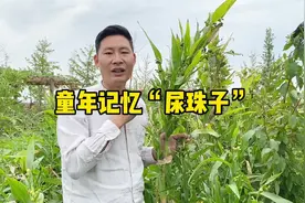 草珠子你有玩过吗？自带烤瓷效果的草菩提-薏苡#植物科普