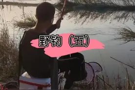 野钓休闲好地方（五）#宿松黄湖 #户外钓鱼 #野钓 #钓鱼人就是这么疯狂 视频封面