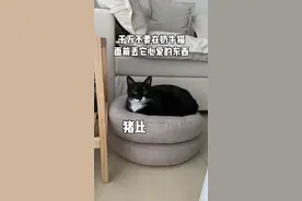 我每次看到还是会震惊 你们觉得猪比搓脚是爱好还是习惯？#全网第一搓脚猫视频封面