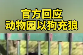 园方表示：狼已老死，狼舍标志将清除🤣视频封面
