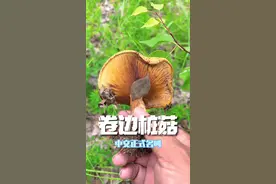 2022年第一次采到杨树蘑，开心！#萌知计划 #野生菌 #科普 #捡菌子 #采蘑菇