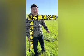 见过巨无霸蒲公英吗，我们叫婆婆丁，太棒了#撒欢牧场 #三农 #乡村振兴 #新农人计划2022 #抖音618好物节视频封面