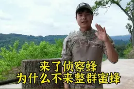 来了侦查蜂为什么不来蜜蜂看视频中如何讲解#诱蜂 #养蜂 #养蜂技术 #农业农村 #新农人计划2022 @抖音短视频 视频封面