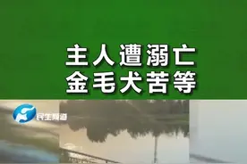6月7日河南郑州，主人不幸溺亡，忠犬金毛河边苦等后续：已被好心人收养！ @大参考狮子视频封面