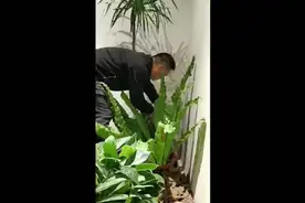 成熟男人明白的一句话，任何人的底气都来源于经济实力视频封面