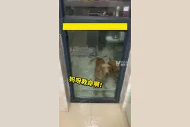 8月17日，广东中山。趁主人不在家，#金毛自己打开水龙头搞了个泳池，主人：开水龙头应该是猫教的。