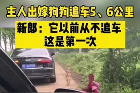 主人出嫁狗狗追车5、6公里 新郎：它以前从不追车 这是第一次视频封面