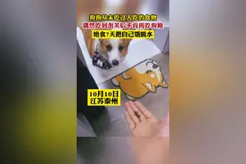狗狗从未吃过人吃的食物，偶然吃到泡芙后不肯再吃狗粮，绝食7天把自己饿脱水@嘤嘤怪基😘money、 视频封面