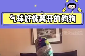 因为我好想你，所以我愿意相信它就是你#萌宠 视频封面
