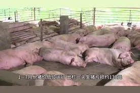#猪价行情 今年前三季度猪肉产量4301万吨，同比增长3.6%…视频封面