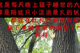 论绑架一只流浪猫到底需要多久 #关爱流浪猫视频封面