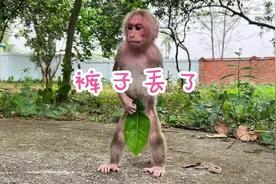 超级搞笑！小猴子毕毕爬树时，丢了裤子视频封面