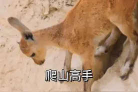 为躲避捕猎者。岩羊在陡峭悬崖安家 #看动物世界品百味人生 #野生动物零距离 #内容启发搜索