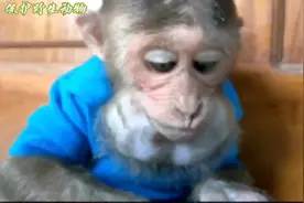 小猴子国外合法饲养