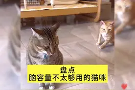 盘点脑容量不太够用的猫咪#萌宠 #猫咪 #宠物 #萌宠出道计划