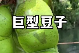 榼藤也叫过江龙，是我国境内最大的豆科植物，这么大的豆子能不能吃呢？#植物科普 #榼藤子 #过江龙