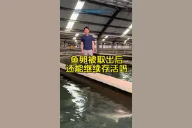 鱼卵被取出后，鱼还可以继续存活吗？#鱼子酱工厂 #源头工厂 #返乡创业新农人  #湖北宜都 #鱼子酱