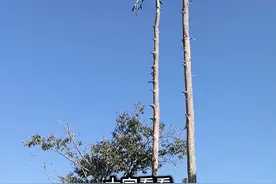 大家看看，松材线虫病有多厉害，不愧为是松树的癌症，这村口上百年的风水松树，都未幸免于难，现在成了光秃秃枯树干，山上也到处都是触目惊心的枯死掉的松树，这将给林业带来巨大的损失，松树一旦得了这种病，这就算废了，用不能用，烧也不能带回家烧，还要就地销毁焚烧。朋友们，你老家的松树还好吗！#上热门 #松材线虫病 #贺荣真视频封面