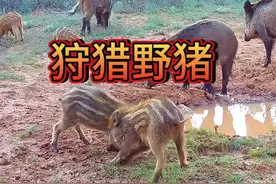 国外野猪泛滥成灾，猎人布置铁笼陷阱轻松收获几千斤！ #野猪 #野猪泛滥 #野生动物零距离 #国外合法狩猎 #精彩片段视频封面