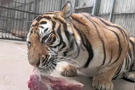 美女虎吃肉打厨子全过程！#东北虎视频封面