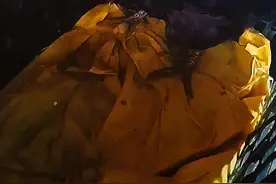 #农村散养土鸡 #养鸡人 #抖音养鸡人 #养鸡不生病小妙招 #养鸡