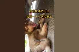 快递站门口捡了个阿拉斯加 各位叔叔姨姨们小六六的后续来啦#阿拉斯加 #流浪狗 #流浪狗救助视频封面