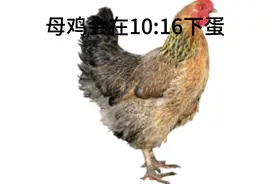 #曼波 #鸡你实在太美 #日更 #戴上耳机