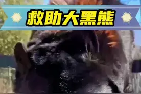 黑熊过马路时，被车撞倒，男子急忙把它送往救助中心，多年后，黑熊带着孩子回来报恩#人与动物和谐共处 #神奇动物在抖音 #萌宠 #野生动物零距离 #自然奇境科普季视频封面