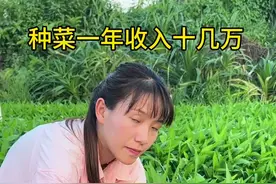 小妹在家种菜一年收入有多少#新农人计划2024农村生活 #返乡创业新农人视频封面
