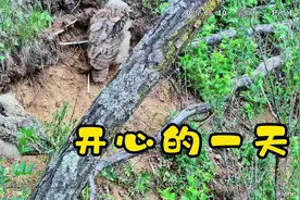 老二长大了#猫头鹰#猫头鹰幼崽