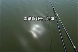 #创作灵感  #春天就要去钓大鱼 #钓鱼知识 #新手钓鱼 #蚯蚓钓鱼