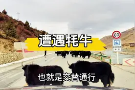 318川藏线遭遇牦牛，如何开问界M9，省出两台M9#问界M9 #问界