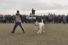 土库曼斯坦2023中亚猎狼犬联赛#中亚牧羊犬视频封面